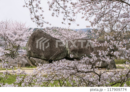 石舞台古墳と桜の風景 奈良県観光名所 国の特別史跡 飛鳥・藤原の宮 春の飛鳥村 日本最大級横穴式石室 石舞台古墳と桜の風景 奈良県観光名所 国の特別史跡 飛鳥・藤原の宮 春の飛鳥村 日本最大級横穴式石室 117909774
