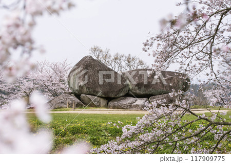 石舞台古墳と桜の風景 奈良県観光名所 国の特別史跡 春の明日香村の風景 石舞台古墳と桜の風景 奈良県観光名所 国の特別史跡 春の明日香村の風景 117909775