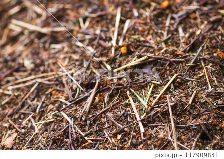 Anthill in a wild forest. Anthill in a wild forest. 117909831