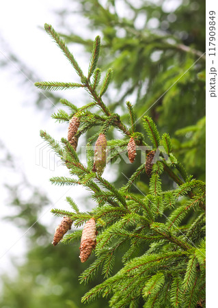 Fir-trees in a wild forest. Summer season. 117909849