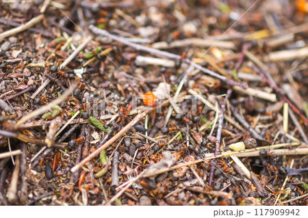 Anthill in a wild forest. Anthill in a wild forest. 117909942