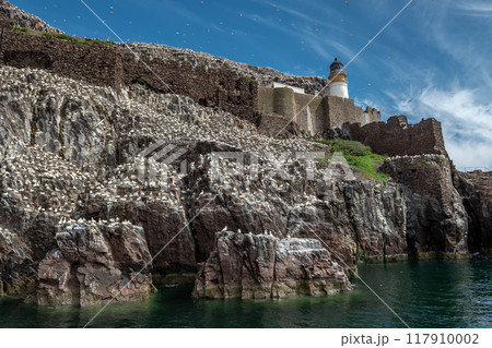 Bass Rock Island With Nesting Northern Gannets (Morus Bassanus) In The Atlantic Ocean Of Firth of Forth At North Berwick Near Edinburgh In Scotland 117910002