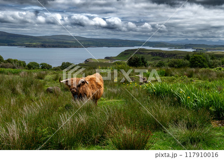 Highland Cattle With Long Horns At The Atlantic Coast Of The Isle Of Skye In Scotland, UK 117910016