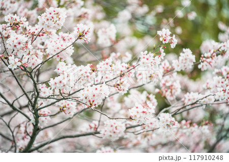 White cherry blossom of sakura tree full bloom at spring, Kumamoto White cherry blossom of sakura tree full bloom at spring, Kumamoto 117910248