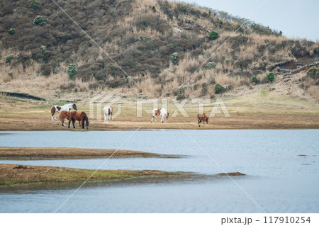Group of horses at pond in Kusasenri prairie observation, Aso 117910254