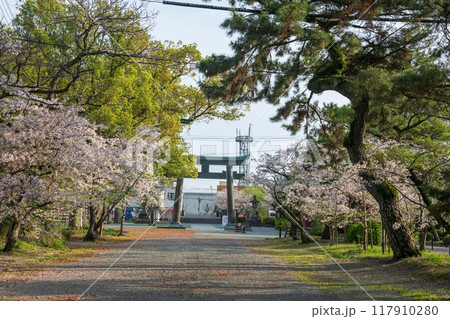 Big torri gate and cherry tree tunnel, Mihashira Shrine, Yanagawa 117910280