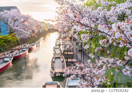 Cherry blossom tunnel and blur boats along river at sunset, Yanagawa Cherry blossom tunnel and blur boats along river at sunset, Yanagawa 117910282