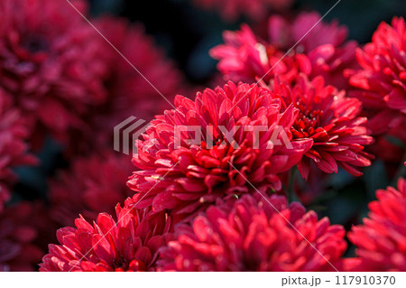 beautiful bushes of chrysanthemum flowers red colors beautiful bushes of chrysanthemum flowers red colors 117910370
