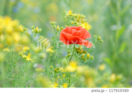 beautiful poppies among the field beautiful poppies among the field 117910380