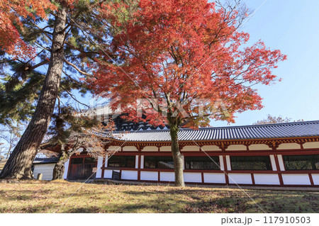 奈良県奈良市　秋の東大寺大仏殿と紅葉 117910503