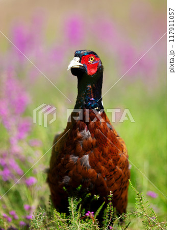 Portrait of a male common pheasant standing in the meadow 117911057