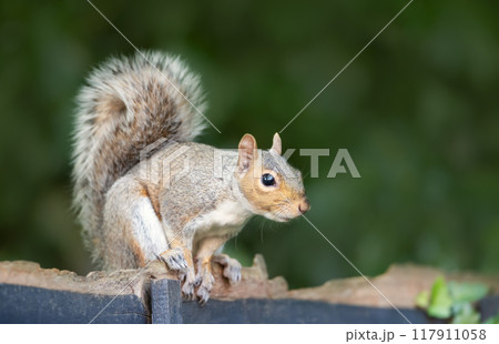 Portrait of a curious grey squirrel sitting on a garden fence Portrait of a curious grey squirrel sitting on a garden fence 117911058