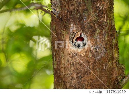 Close-up of a great spotted woodpecker chicks inside the tree hole nest 117911059