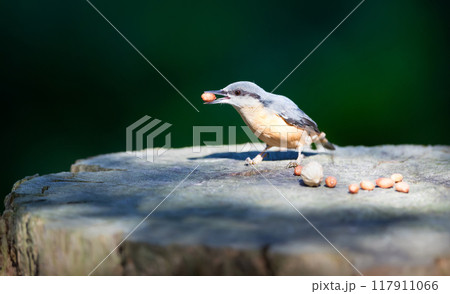Eurasian nuthatch eating a nut on a tree stump 117911066