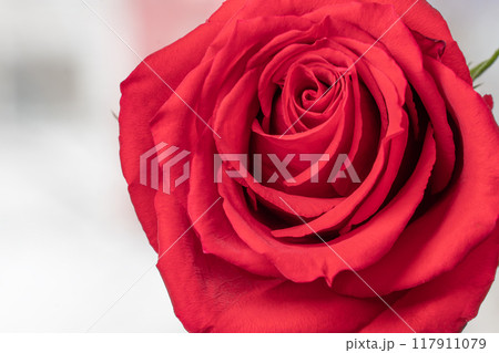 A red rose close-up photography. Concept of female gardening. Elegance and grace of a red rose flower bud in dew drops. Rose petals A red rose close-up photography. Concept of female gardening. Elegance and grace of a red rose flower bud in dew drops. Rose petals 117911079