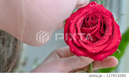 A red rose close-up photography. Concept of female gardening. Elegance and grace of a red rose flower bud in dew drops. Rose petals 117911080