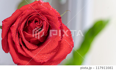 A red rose close-up photography. Concept of female gardening. Elegance and grace of a red rose flower bud in dew drops. Rose petals A red rose close-up photography. Concept of female gardening. Elegance and grace of a red rose flower bud in dew drops. Rose petals 117911081