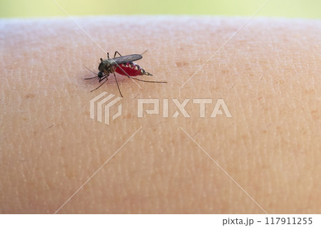Mosquito feeding on human skin, with a focus on the insect's details. Mosquito feeding on human skin, with a focus on the insect's details. 117911255