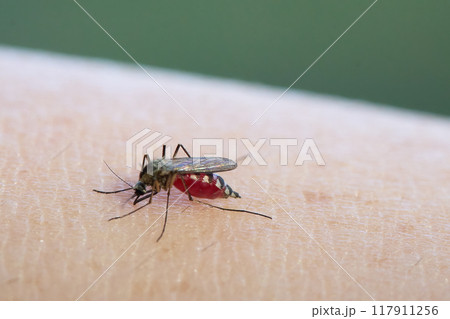 Mosquito feeding on human skin, with a focus on the insect's details. Mosquito feeding on human skin, with a focus on the insect's details. 117911256