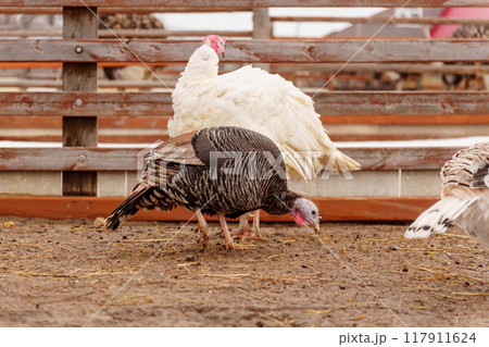Domestic turkey confidently strides across the terrain of a farmyard rural life. Domestic turkey confidently strides across the terrain of a farmyard rural life. 117911624