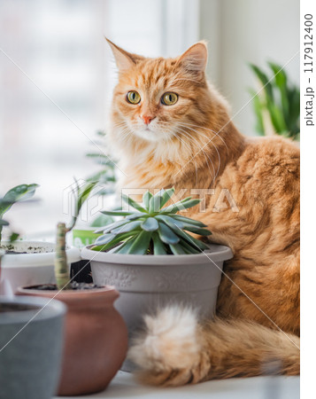 Puzzled ginger cat sits among flower pots with room plants. Fluffy pet and house plants. Growing succulents and Dracaena as botanical peaceful hobby. Cozy home. 117912400