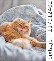 Ginger cat is licking it's fur in bed. Fluffy pet has a rest on duvet. Cute domestic animal cleans it's fur on blanket with comfort. 117912402