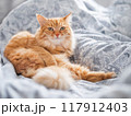 Ginger cat is lying in bed. Fluffy pet has a rest on duvet. Cute domestic animal lies on blanket with comfort. 117912403