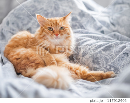 Ginger cat is lying in bed. Fluffy pet has a rest on duvet. Cute domestic animal lies on blanket with comfort. Ginger cat is lying in bed. Fluffy pet has a rest on duvet. Cute domestic animal lies on blanket with comfort. 117912403