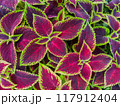 Multicolored leaves of Coleus also known as spurflower, flybush, hedgehog flower and hullwort. Full frame of colorful plants. 117912404