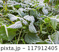 Morning hoarfrost on green leaves of nettle. First frost at fall season. Late autumn in forest. 117912405