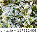 Morning hoarfrost on green leaves of nettle. Top view on first frost at fall season. Late autumn in forest. 117912406