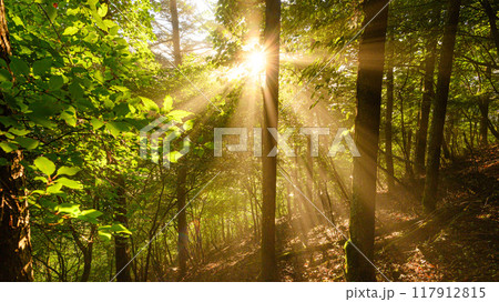 木々の間から射し込む光（山梨県・王岳） 117912815