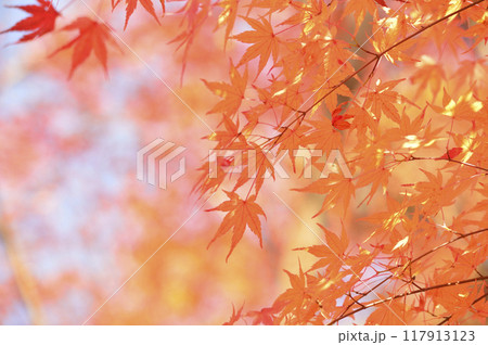 秋の風物詩 紅葉 秋の風物詩 紅葉 117913123