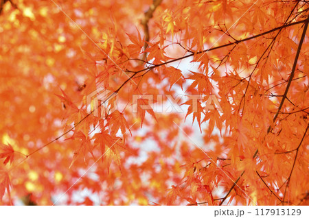 秋の風物詩　紅葉 117913129