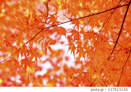 秋の風物詩 紅葉 秋の風物詩 紅葉 117913130