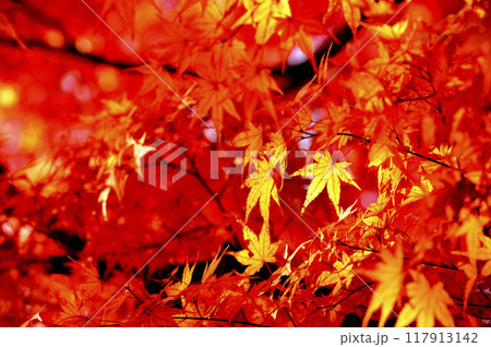 秋の風物詩　紅葉 117913142