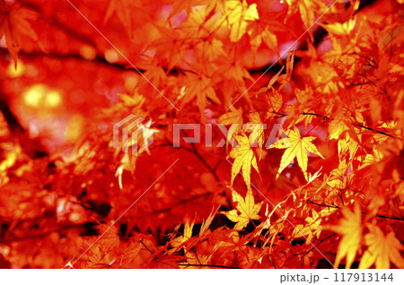 秋の風物詩　紅葉 117913144