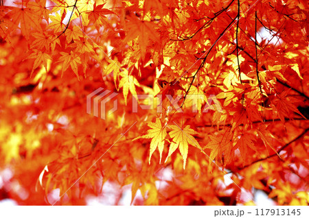 秋の風物詩　紅葉 117913145