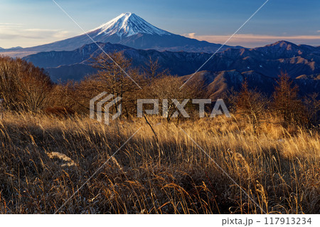 朝の南大菩薩・大蔵高丸の草原から見る富士山 117913234