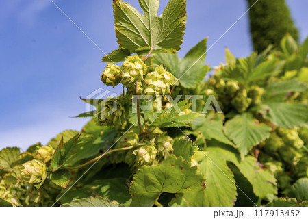 ビール原料の香りが良いホップ 117913452