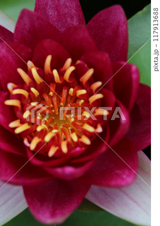 睡蓮の花 睡蓮の花 117913688