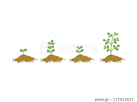 植物の成長過程のイラスト 植物の成長過程のイラスト 117913815