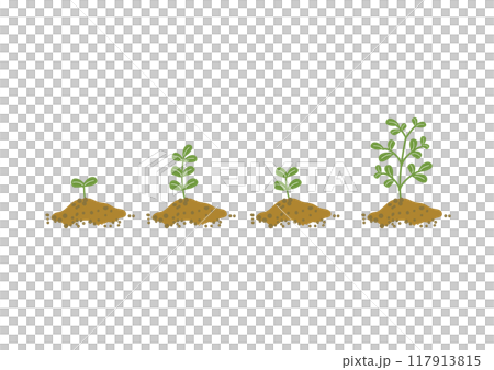 植物の成長過程のイラスト 植物の成長過程のイラスト 117913815