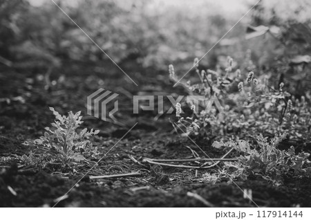 Noxious weed Musk thistle growing in a cultivated field 117914144