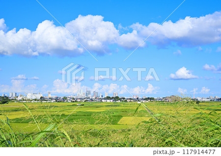 青い空と白い雲　都市と田圃　さいたま新都心方面　　　　 117914477