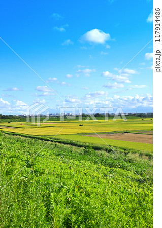 収穫を待つ田圃　遠くに街並み　夕陽ケ丘付近の風景　　　 117914486