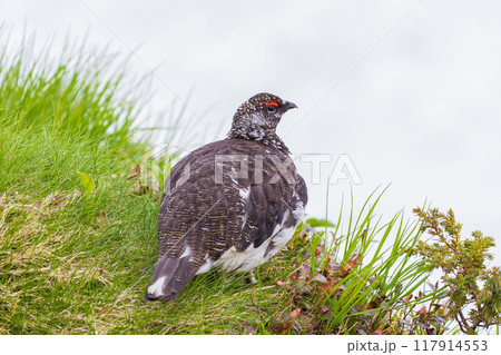 初夏の立山黒部アルペンルート　雪が残る室堂平　ライチョウ 117914553