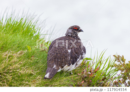 初夏の立山黒部アルペンルート　雪が残る室堂平　ライチョウ 117914554