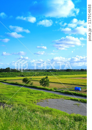 収穫時期の田圃　遠くに街並み　夕陽ケ丘付近の風景　　　 117914688