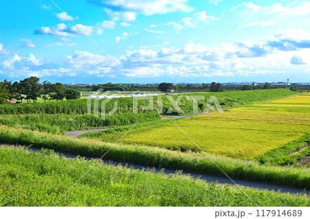 収穫時期の田圃　遠くに街並み　夕陽ケ丘付近の風景　　　 117914689